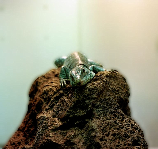 lizard-washington.jpg - Hmmmm... here's looking at you kid.