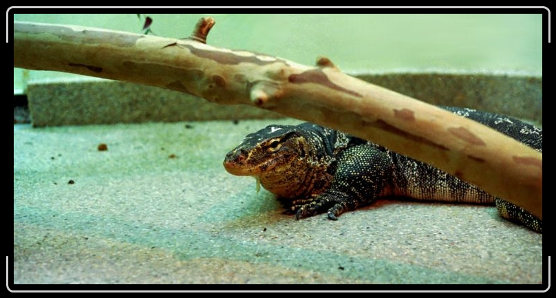 monitorlizard-washington.jpg - He's monitoring the situation.