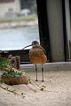 IMG_0947