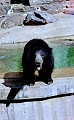 bear-washington