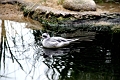 birds1
