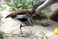 birds2