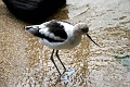 birds3
