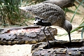birds4
