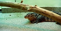 monitorlizard-washington
