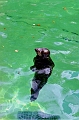 seal-washington
