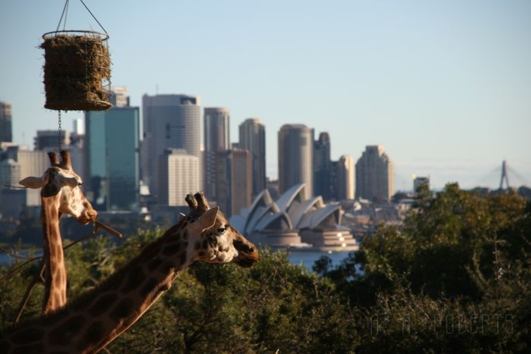 IMG_2273.jpg - Didn't know Giraffes were opera lovers did  ya?