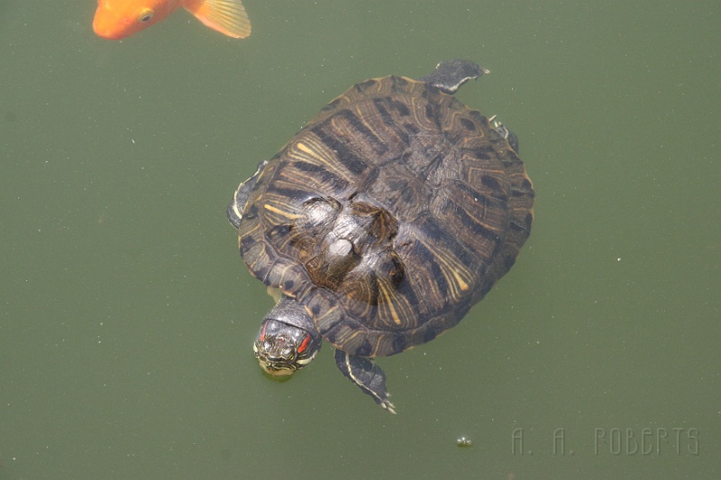 sh94.jpg - The pool at Confucius's temple had baby dragons in it.