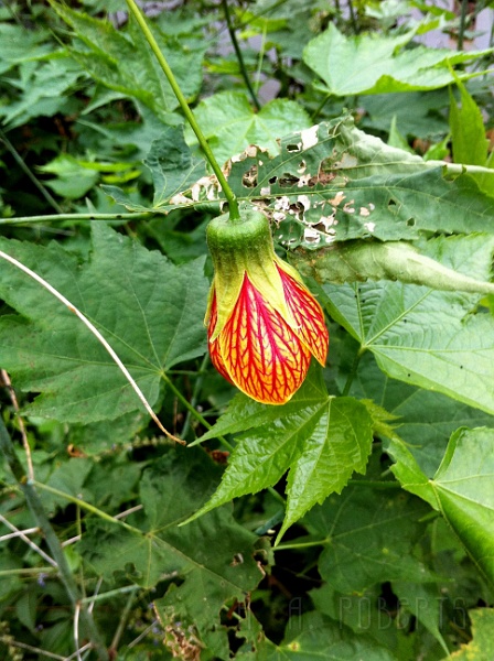 ys14.jpg - Local flora.