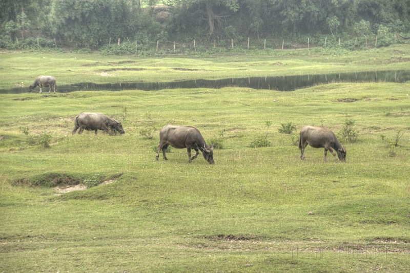 ys57.jpg - I know what you're thinking, "Hey!  I know that water buffalo!  He was in that movie with Jackie Chan!!!!"