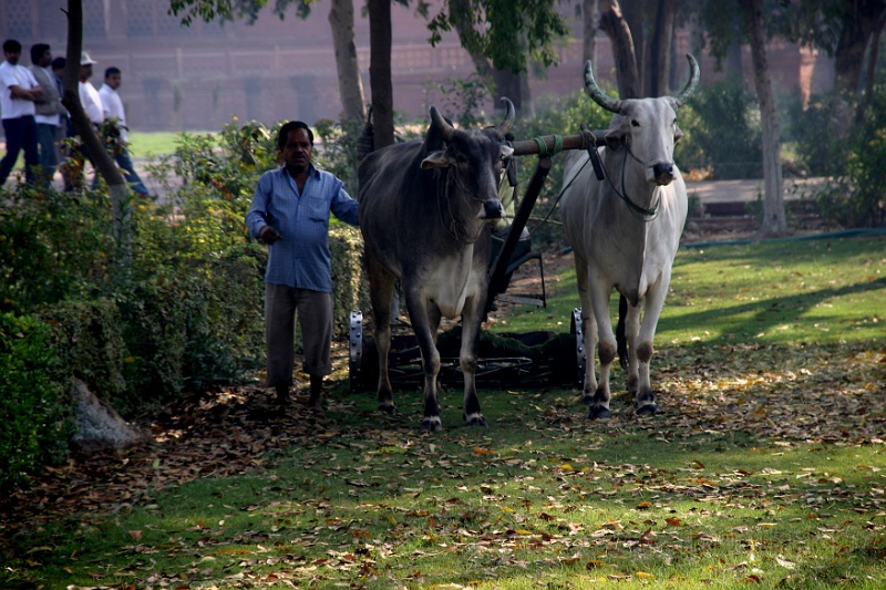 IMG_5971.JPG - These are the lawn mower!!!!