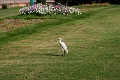IMG_5967