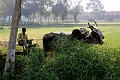 IMG_5974