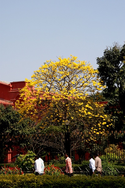 IMG_4785.JPG - They have some very nice flowering trees.