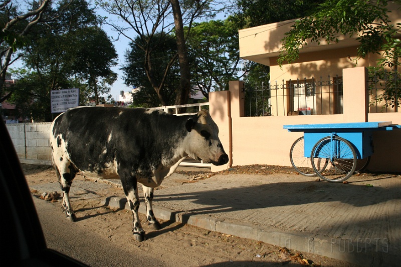 IMG_4834.JPG - You must grant right of way to the cows.