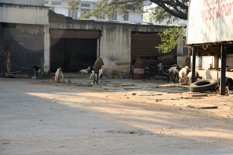 IMG_4901.JPG - The goats don't... they just like hanging out at the gas station.