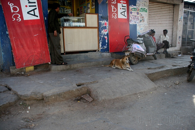 IMG_4915.JPG - This pooch was checking something out.