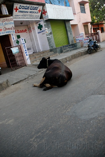 IMG_4918.JPG - Cows get tired too you know!