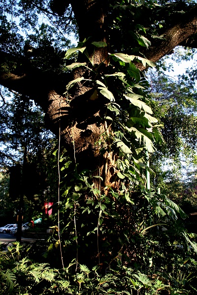 IMG_5437.JPG - We picked up our driver at this tree which fronts the hotel.
