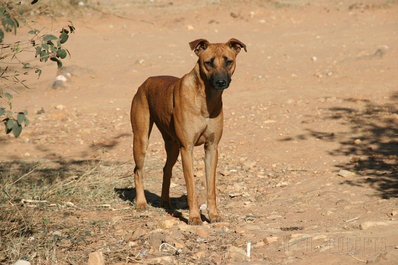 IMG_5440.JPG - This is one of the local pooches.  I haven't really figured out who owns who yet or if anyone owns these guys... someone's feeding them and they seem docile.
