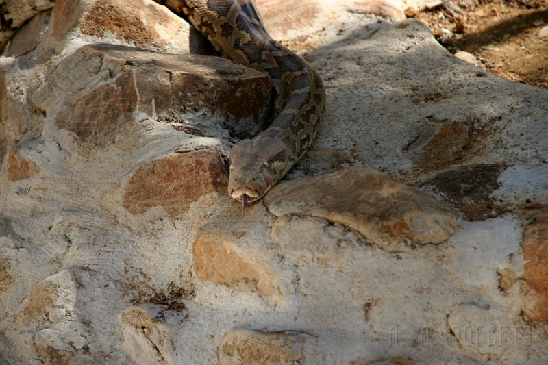 IMG_5457.JPG - This is an Indian python... a local.  Hugs all around!!!!