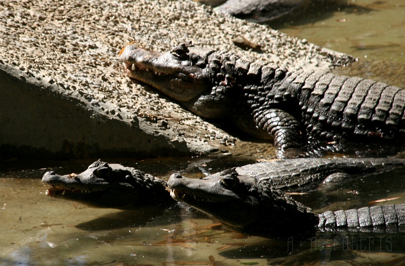 IMG_5465.JPG - This entire group of Caiman's was having a discussion on how the hell they ended up in India.