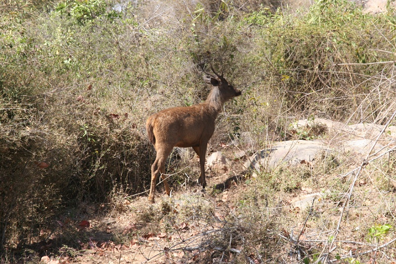 IMG_5478.JPG - There were a lot of different kinds of deer in this park.  Everything is very dry since the rainy season is still a couple of months off.  It has been beautiful and sunny every day I've been here.