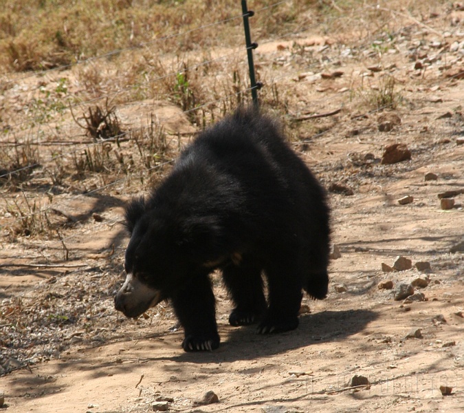 IMG_5482.JPG - Next we come to the ferocious Asian bear part of the park.  Look at how long their fur is!  The American black bears would be so jelous!