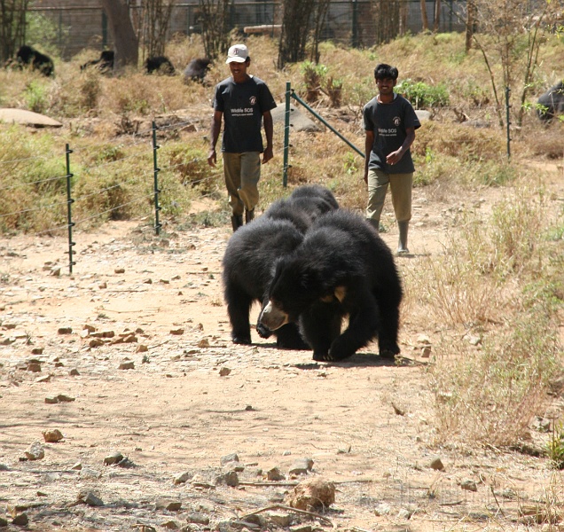 IMG_5486.JPG - BEAR HERDER!!!!