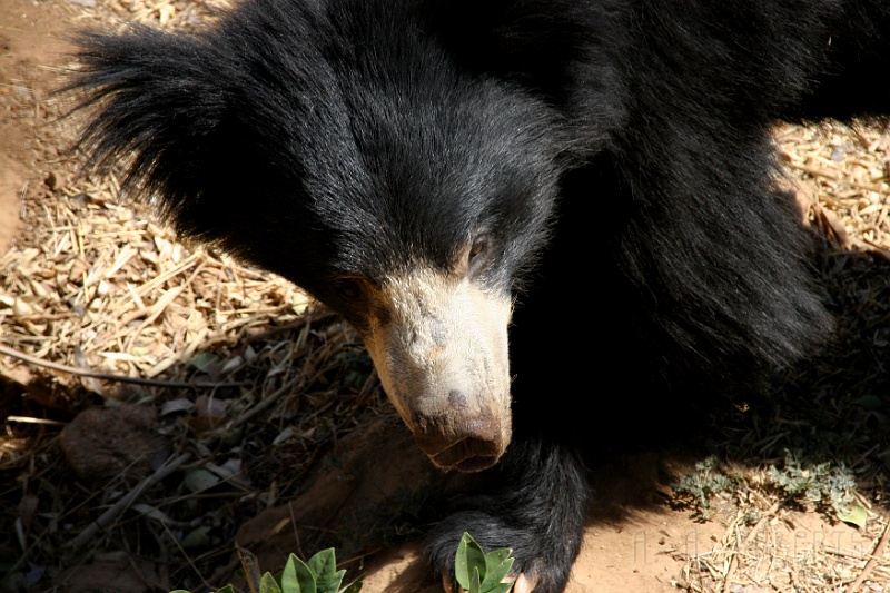 IMG_5493.JPG - Their snouts are also very long as compared to American black bears.