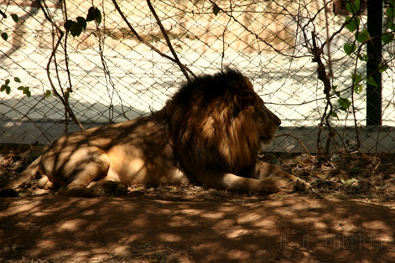 IMG_5502.JPG - They kept the females on the other side of this fence...  "I'm so lonely..."