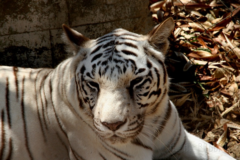 IMG_5510.JPG - This white beauty is obviously the prize of the park.  I forgot to ask  for his/her (obviously I forgot to ask for gender too) name.