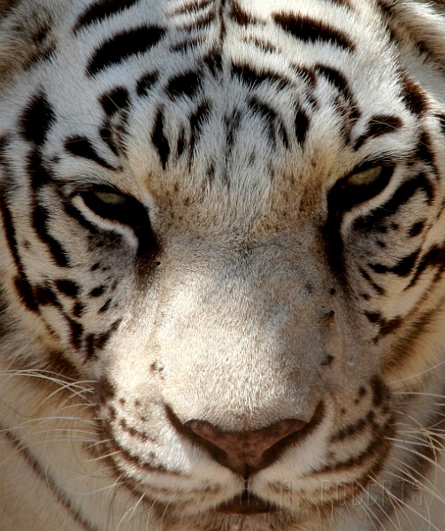 IMG_5511.JPG - But  you've got to admit this guy/girl is the Brad Pitt/Angela Jolie of the animal kingdom.