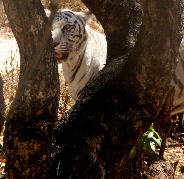 IMG_5525.JPG - And a telephoto zoom lens.