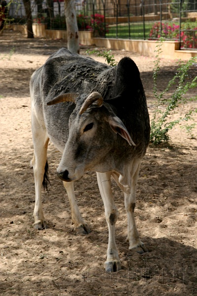 IMG_6304.JPG - In case you were wondering, yes the cows roam free in Rajastahn also.