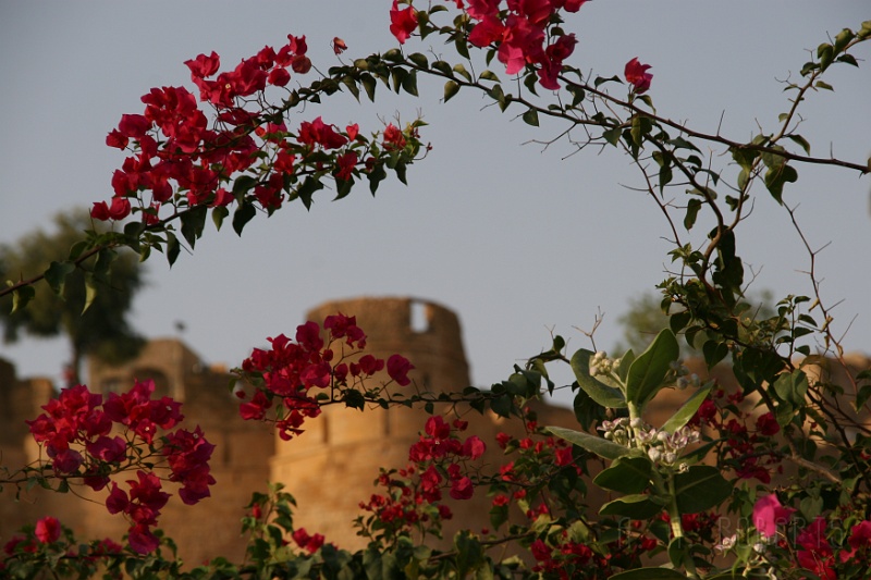 IMG_6311.JPG - A little flower on fort shot.