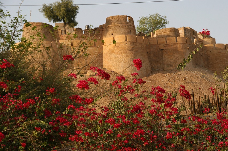 IMG_6315.JPG - or fort on flower shot... you pick.