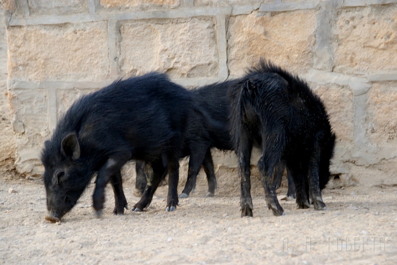 IMG_6337.JPG - In Jaisalmer the pigs are allowed to roam also.