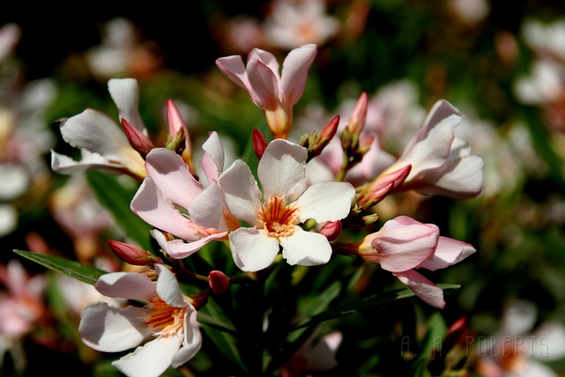 IMG_6357.JPG - These had to be some of the happiest flowers I'd ever seen.