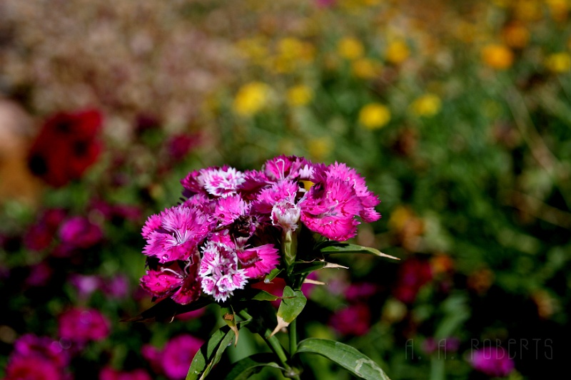 IMG_6584.JPG