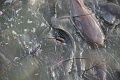 IMG_6333