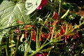 IMG_6575