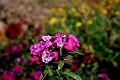 IMG_6584