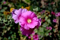 IMG_6587