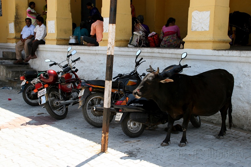 IMG_5620.JPG - The cow is thinking, "I could kick this honda's ass!!!"Cows are like that...