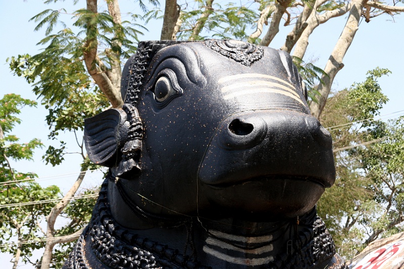 IMG_5631.JPG - Nandi is quite beautiful and may be involved in the mad cow conspiracy.