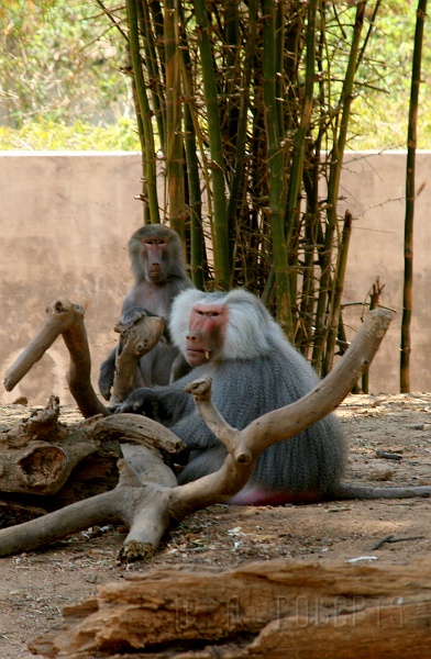 IMG_5657.JPG - "We're trying to have a private conversation here!  Do you mind!!  Freakin' paparazzi!!!"