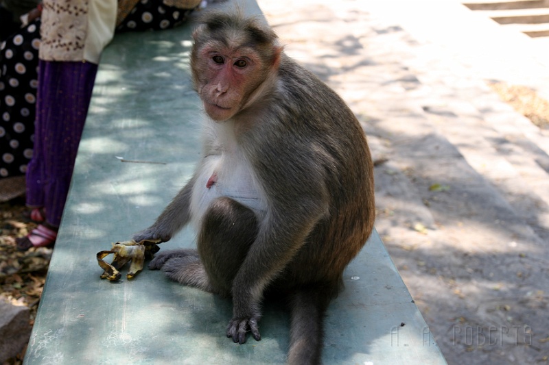 IMG_5673.JPG - So I met this young lady at the zoo.
