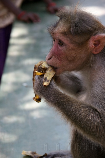 IMG_5676.JPG - We decided to have lunch together and engage in some polite discussion.