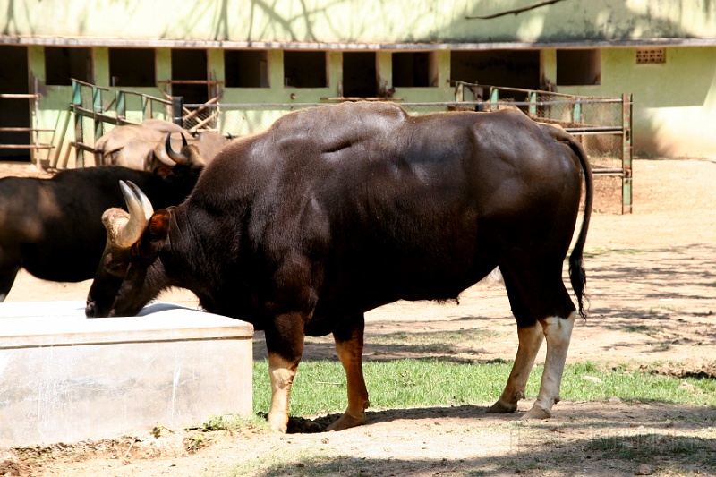 IMG_5698.JPG - This is called a Guar... a kind of Indian Bison... who was staring at me...